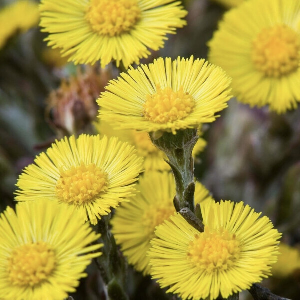 Ноты в ароматах